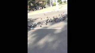 Разгон голубей