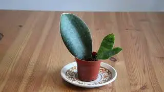 Sansevieria masoniana February 2023