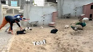Chutki Chutkoo ka Test Lia Aj