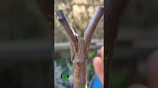 Grafting plants, apple tree grafting 