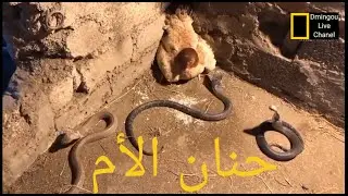 a chicken that sacrifices itself for the sake of its children in the face of three snakes