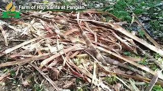 Sarifa farm | Day 7- with Yarah and Dodong Libres building farm house-Part 1 |  September 19-2024