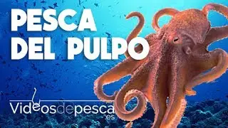 VIDEOS DE PESCA: Pesca de pulpo gigante 2018
