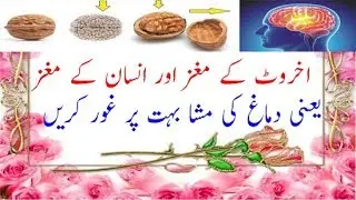 ikhrot ke magez and insan ke magez yane damag ke masabahat par gor kary 2018