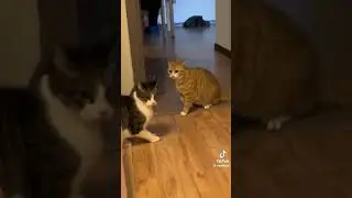 Жёлтый кот это А4 а Зелёный кот это MrBeast #юмор #смех #like #a4