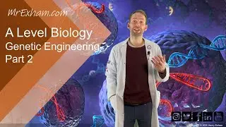 Vectors and Transformation - Genetic Engineering Pt2 - A Level Biology
