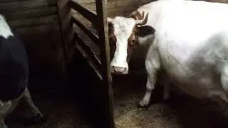 Корова посадила меня на рога.