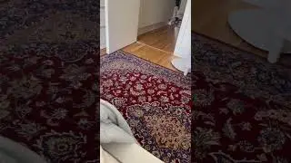 Playing laser with my cat at morning