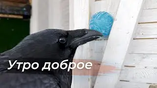 How to get food out of a ball? Household chores