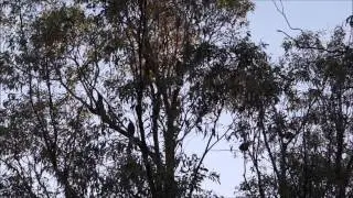 More Currawongs