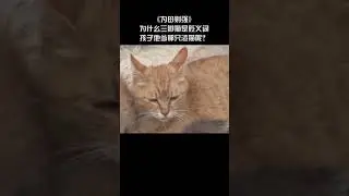 关爱流浪猫🐈🐱 为母则强