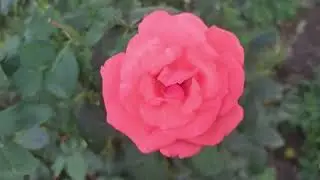 ОГОРОД В ИЮЛЕ/В селе у СВЕКРУНЬКИ !👍🐝🐝🐝