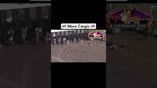 🏁 Another corgi race 🏁 #Shorts #FYP #GoViral #DogLover