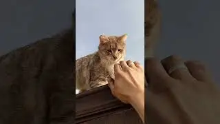 Живая гаргулья😁