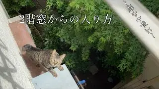 侵入経路が判明した居候の猫（This is how the cat that lives in the house comes in）