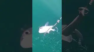 Окончание Морской рыбалки 