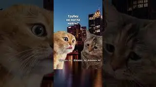 Ты чего не берёшь трубку, дорогая? #тренд #приколы #коты #мемыскотами#веселыекоты