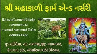 આંબાની કેસર,રાજાપુરી તેમજ બારમાસી કલમ માટે મળો.