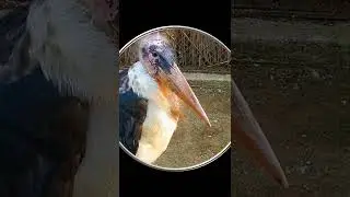 #Shorts Африканский Марабу. Прикольные Птицы. Шортс Видео Shorts Смешные Животные