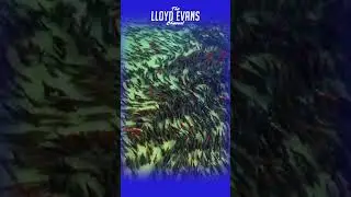 JW biology lessons: Salmon