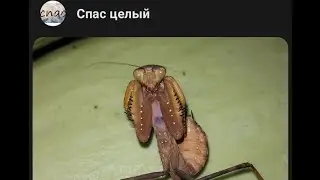 Спас ибо больше некому.