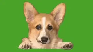 cute dog | green screen