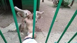 Кок-Тобе