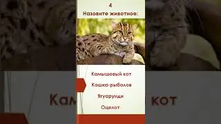 Квиз "Минутка" - "Дикие кошки" #квиз #кошачьи #кошки #животные
