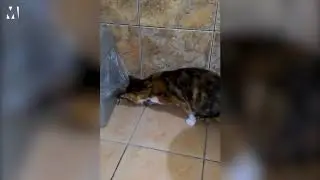 Fearless Cat Takes On 10-inch Spider In Recent Viral Video!