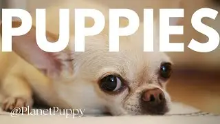 Puppies #chihuahua #puppy #puppies #dogs Subscribe for more 💕