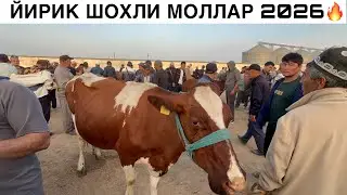 НАРХЛАР ЁНДИ 🔥 КАШКАДАРЁ НИШОН ТУМАН МОЛ БОЗОРИ. QASHQADARYO NISHON TUMAN MOL BOZORI 