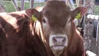 Purchasing and managing a new stock bull