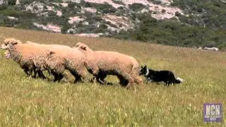 North County News: Sheepdogs