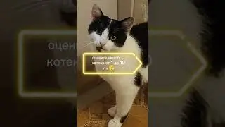 оцените моего котека пожалуйста 🥺