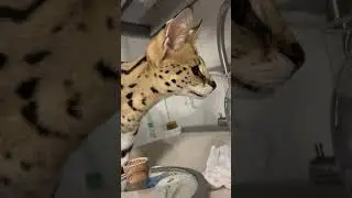 Розы на ужин 2😂очень ненавязчиво