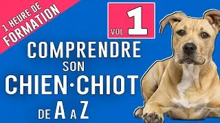 TOUT SAVOIR SUR VOTRE CHIEN 1