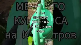 Готовлю грядку для посева ОГУРЦОВ в открытом грунте 🥒 Убиваю ПАТОГЕНЫ наповал ✔ Не пропустите ✔