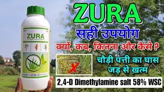 When and how to use Zura correctly | Eliminate broadleaf weeds completely | 2,4-D Dimethylamine s...
