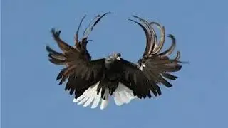 Pigeons Serpasto / Серпастые голуби Тренировочные полеты Декабрь 2011