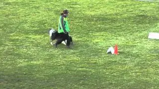 Rally Obedience Heidelsheim 15.11.2015 Emily