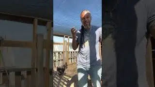 Chicken Manure into compost