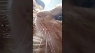 😘💓 Музыка Автора 