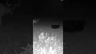Trail Camera Action! #deer #deerhunting #tactacam