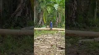 Gergaji Mesin Stihl Suaranya Halus Gak Brisik