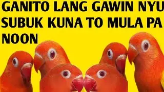 GAGANDA RESULTA SA BREEDING