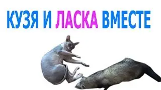 Ferret and cat!!! Ferret and cat friends!!! Кошка и хорек видео!!!  Хорек и кошка видео!!!
