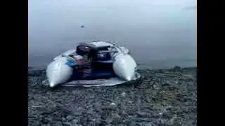 Дальневосточная жаба на острове Рейнеке