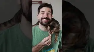Feastfuls, the JACKPOT cat treat