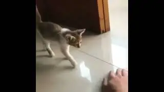 Cat in Shifting Sand Lands