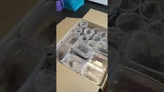 Распаковка пауков. Посылка с пауками